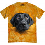 Labrador Curious Look T-Shirt