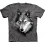 Wolf Portrait