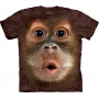 Big Face Baby Orangutan